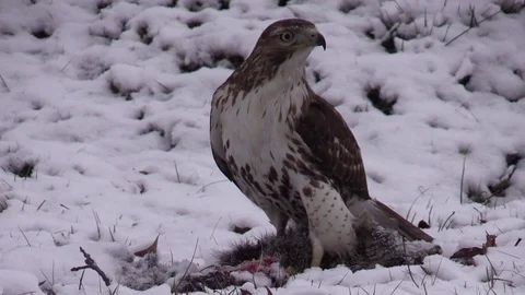 Red Tail hawk standing over carcass in snow very close bird of prey Stock Footage 73444802