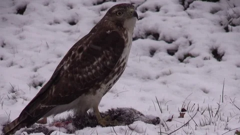 Red tail hawk standing over carcass in snow very close side view Stock Footage 73444828