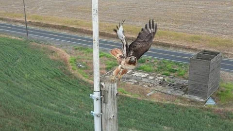 Red Tail Hawk Taking Off Foto stock