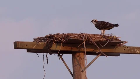 Red-tail Hawk on a telephone pole. Stock Footage 80402425
