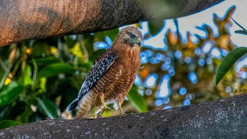 Red Tail Hawk in a tree Stock Photos
