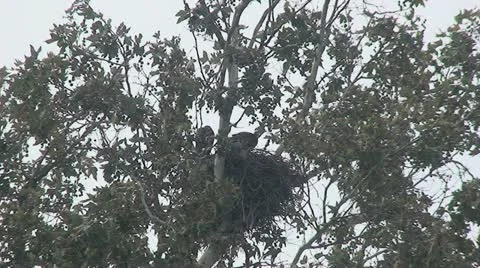 Red Tail Hawks:  2 Juveniles in nest trying out wings Stock Footage 11154872
