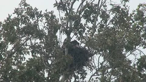 Red Tail Hawks: 2 Juveniles in nest trying out wings Stock Footage 11164756