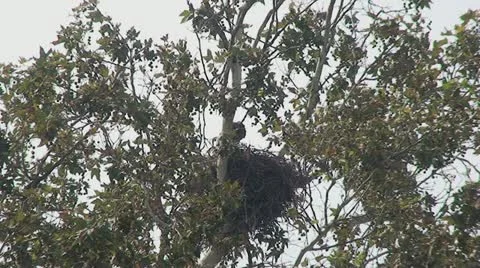 Red Tail Hawks: 2 Juveniles in nest trying out wings Stock Footage 11164845