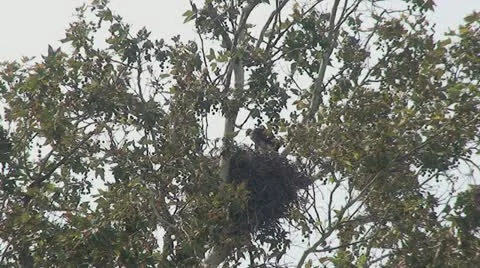 Red Tail Hawks: 2 Juveniles in nest trying out wings Stock Footage 11165151
