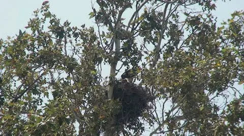 Red Tail Hawks: 2 Juveniles in nest trying out wings Stock Footage 11165347