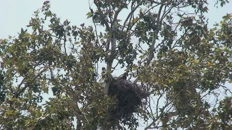 Red Tail Hawks: 2 Juveniles in nest trying out wings Stock Footage 11165755