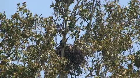 Red Tail Hawks: 2 Juveniles in nest trying out wings Stock Footage 11207633