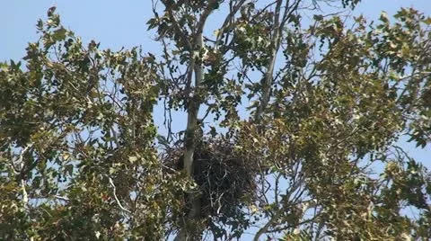 Red Tail Hawks: 2 Juveniles in nest trying out wings Stock Footage 11207828