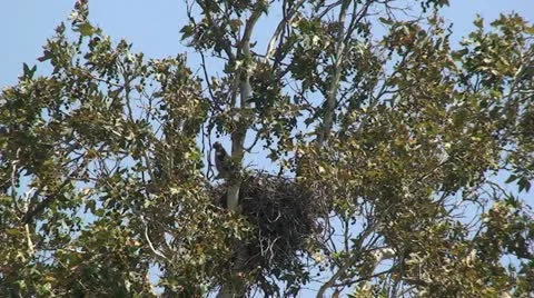 Red Tail Hawks: 2 Juveniles in nest trying out wings Stock Footage 11208029