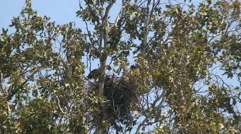 Red Tail Hawks: 2 Juveniles in nest trying out wings Stock Footage 11208211