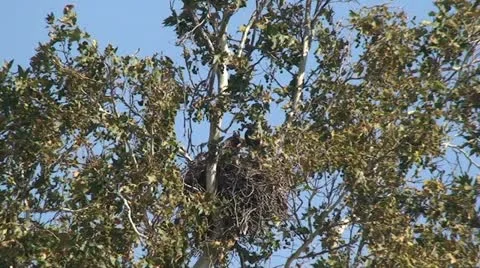 Red Tail Hawks: 2 Juveniles in nest trying out wings Stock Footage 11209937