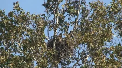 Red Tail Hawks: 2 Juveniles in nest trying out wings Stock Footage 11226637