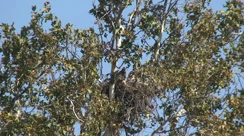 Red Tail Hawks: 2 Juveniles in nest trying out wings Stock Footage 11234665