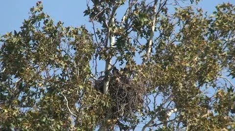 Red Tail Hawks: 2 Juveniles in nest trying out wings Stock Footage 11234686