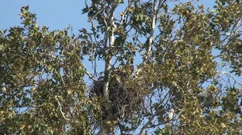 Red Tail Hawks: 2 Juveniles in nest trying out wings Stock Footage 11234712