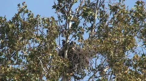 Red Tail Hawks: 2 Juveniles in nest trying out wings Stock Footage 11234745