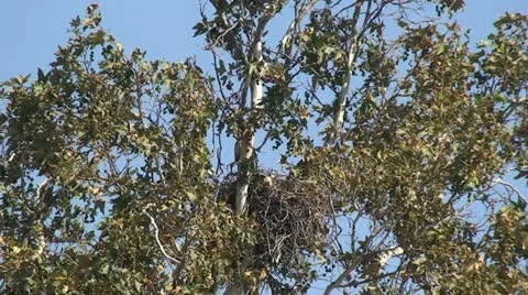 Red Tail Hawks: 2 Juveniles in nest trying out wings Stock Footage 11236598