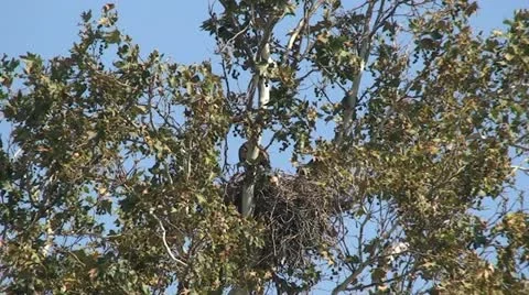 Red Tail Hawks: 2 Juveniles in nest trying out wings Stock Footage 11236641