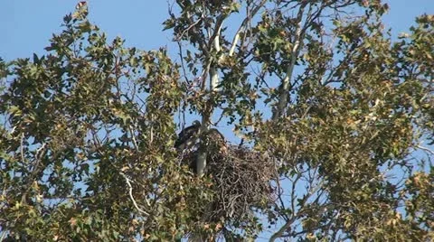 Red Tail Hawks: 2 Juveniles in nest trying out wings Stock Footage 11236974
