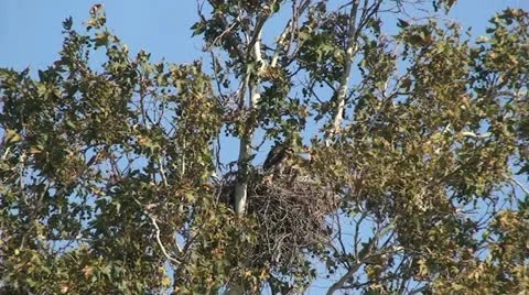 Red Tail Hawks: 2 Juveniles in nest trying out wings Stock Footage 11237065