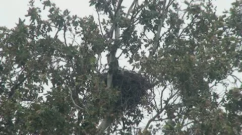 Red Tail Hawks: 2 Juveniles in nest trying out wings Stock Footage 11237432