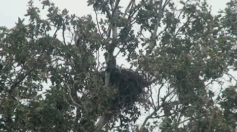 Red Tail Hawks: 2 Juveniles in nest trying out wings Stock Footage 11238678