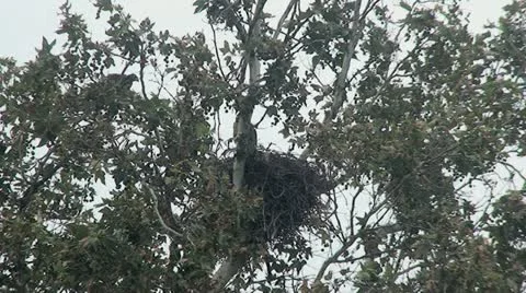 Red Tail Hawks: 2 Juveniles in nest trying out wings Stock Footage 11238749