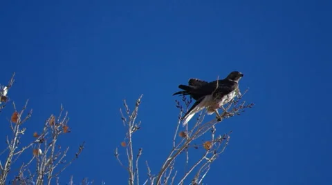 Red Tail Hawlk on Tree- Stock Footage 1091852