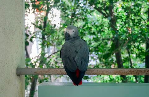 Red tail parrot on a balcony Stock Photos