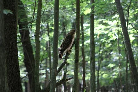 Red Tail 库存照片