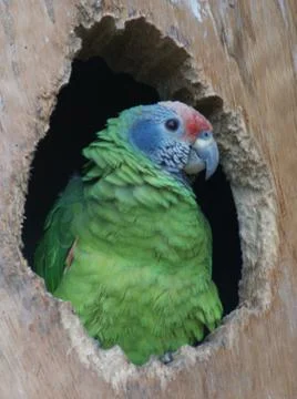 Red-tailed Amazon - Amazona brasiliensis Stock Photos