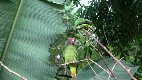 Red-tailed amazon &amp; Turquoise-fronted amazon (Amazona aestiva) parrots. Stock Footage 94988266