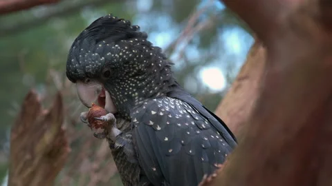 Red Tailed Black Cockatoo Eats Nut and Seed in Tree Branch on Sunny Day Stock Footage 203935139