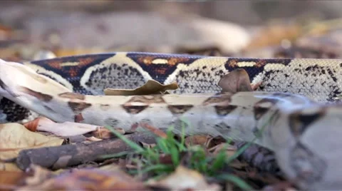 Red-Tailed Boa in the Forest HD Stock Footage