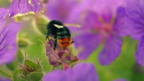 Red tailed bumble bee on a purple flower flies off Stock Footage 336953539