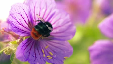 Red tailed bumble bee on a purple Geranium flower Stock Footage 336955143