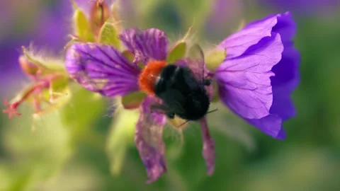 Red tailed bumble bee on a purple flower flies off Stock Footage 338023745