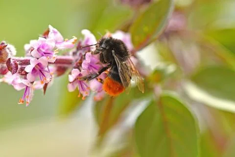 Red-tailed bumblebee on basil flower Stock Photos
