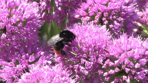 Red-tailed bumblebee Bombus lapidarius on allium flower Stock Footage 158952332