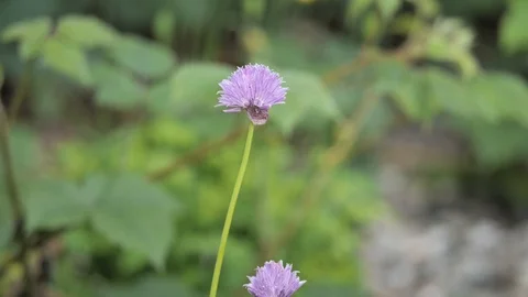 Red tailed bumblebee on  a chive Stock Footage 116198690