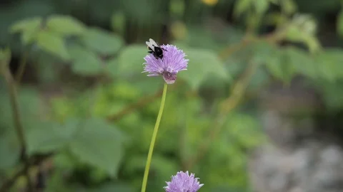 Red tailed bumblebee on  a chive Stock Footage 116198787