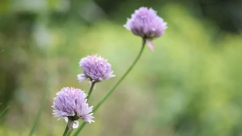 Red tailed bumblebee on chives Stock Footage 113467355