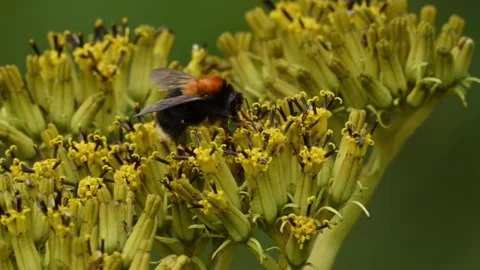 Red-tailed Bumblebee extracting flower pollen 库存影片 291623462