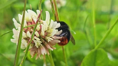 Red-tailed Bumblebee Foraging on White Clover, Macro Stock Footage 338358300