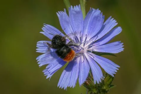 Red-tailed bumblebee on a single sky blue flower of common chicory. Foto stock