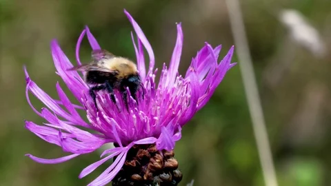 Red-tailed bumblebee  on Welted thistle  flower. Macro view. Stock Footage 114179523