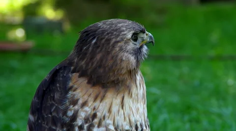 A Red Tailed buzzard Stock Footage 39351871