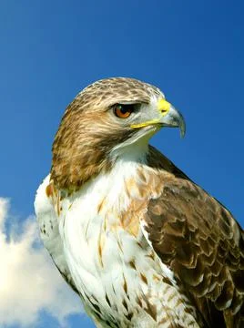 Red-Tailed-Buzzard Photos