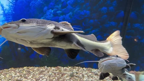 Red-tailed catfish in the aquarium Video stock 253226216